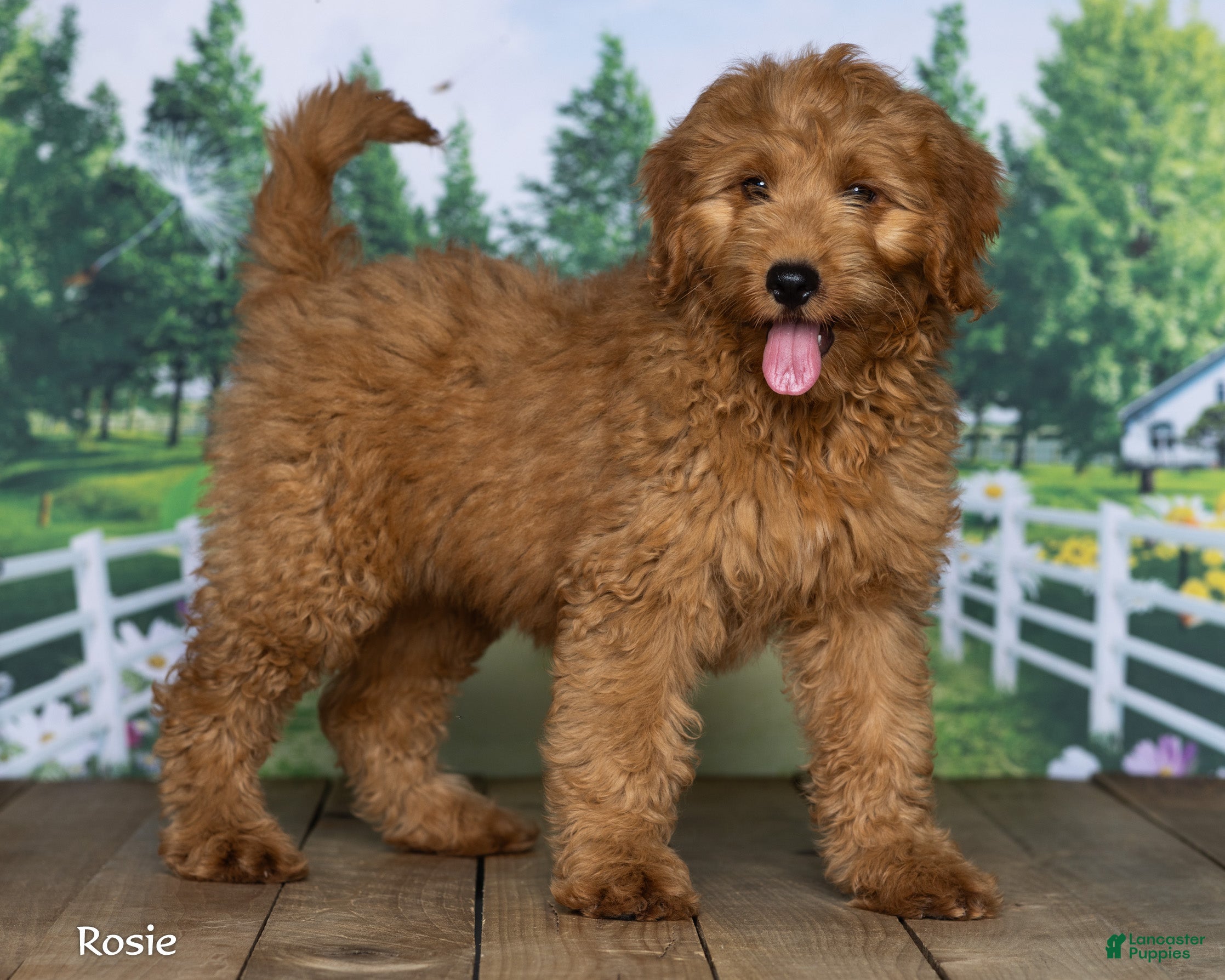 Mini Goldendoodle dogs Rosie - Ad 1