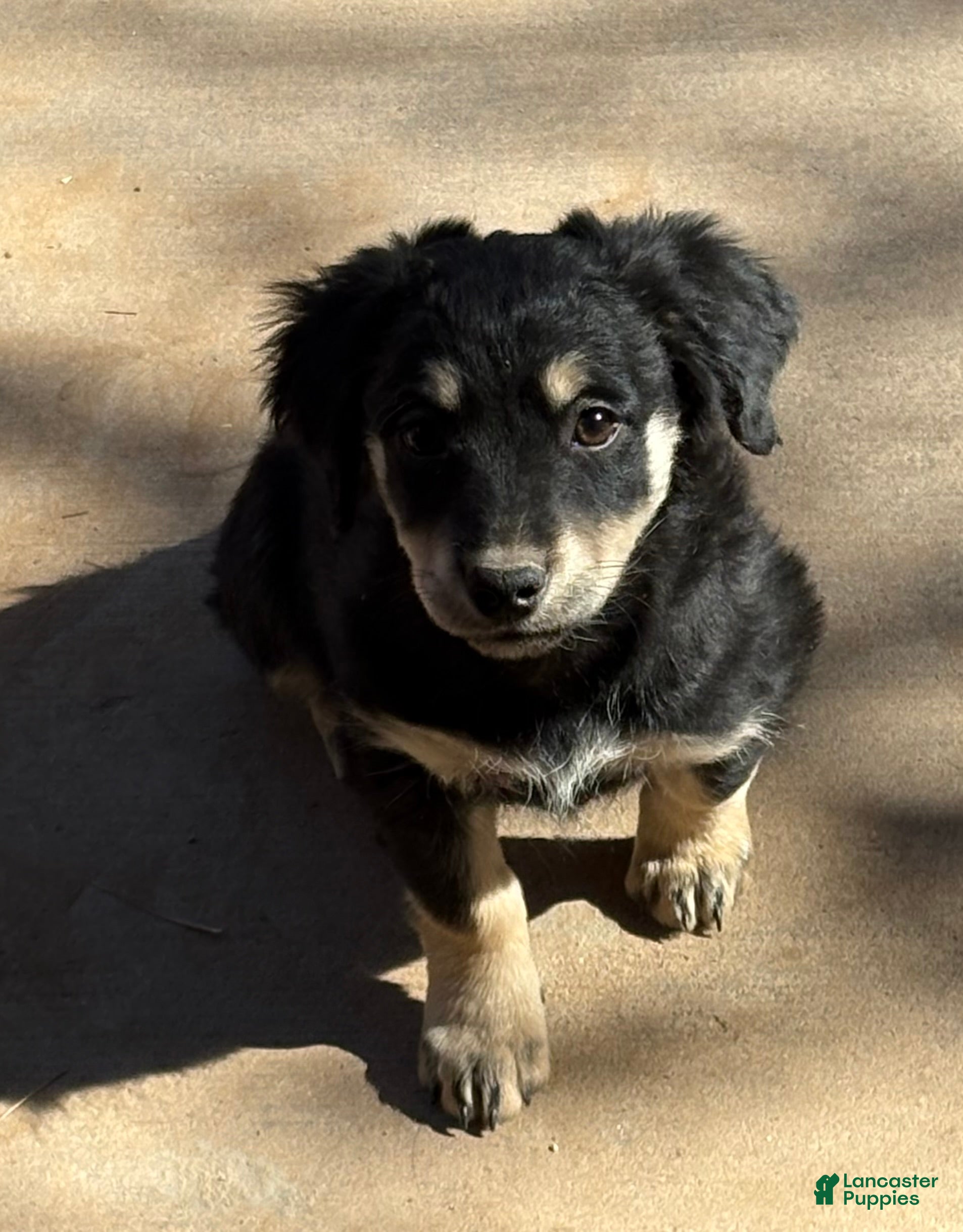 Mixed Breed dogs Mixed Breed Puppy 2 - Ad 10