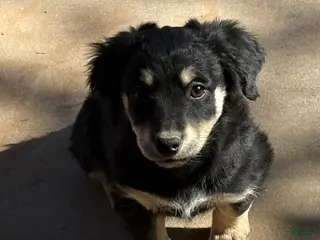 Mixed Breed dogs Mixed Breed Puppy 2 - Ad 15