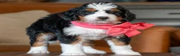 Mini Bernedoodle dogs for sale: Mini Lucy - Ad 3