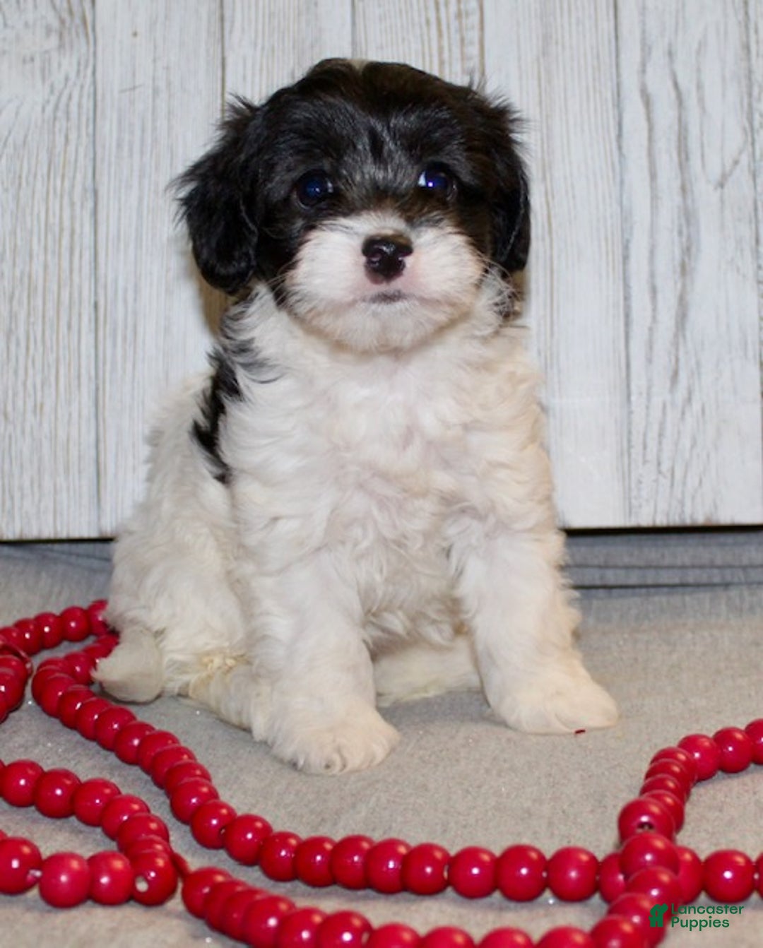 Cavapoo dogs for sale: Shirley - Ad 2