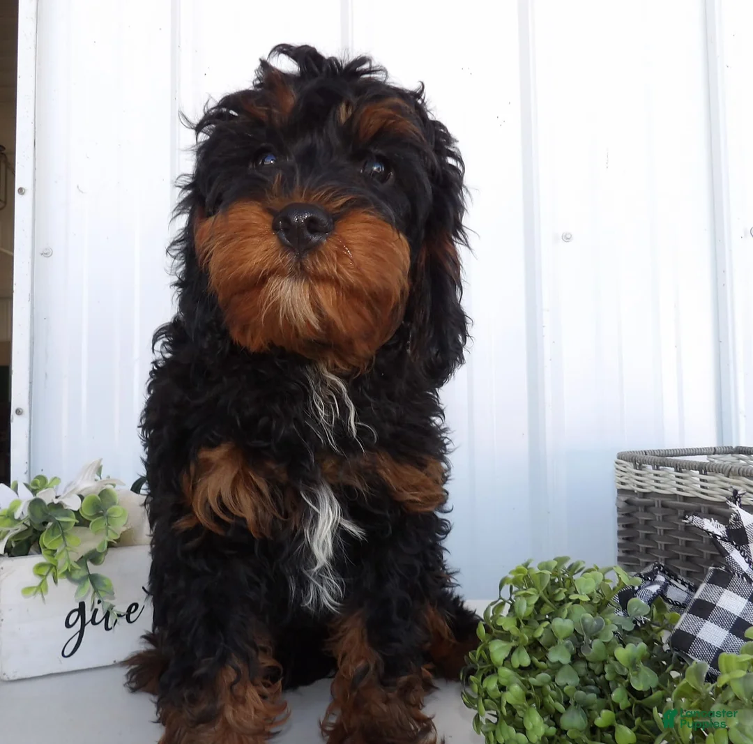 Gallery Image {{count}}