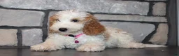 Mini Goldendoodle dogs for sale: Lucy - Ad 5