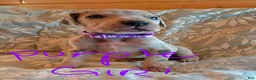 Great Dane dogs for sale: Light Pink Collar Female  - Ad 12