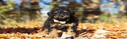 Miniature Poodle dogs for sale: Sterling (AKC) - Ad 5