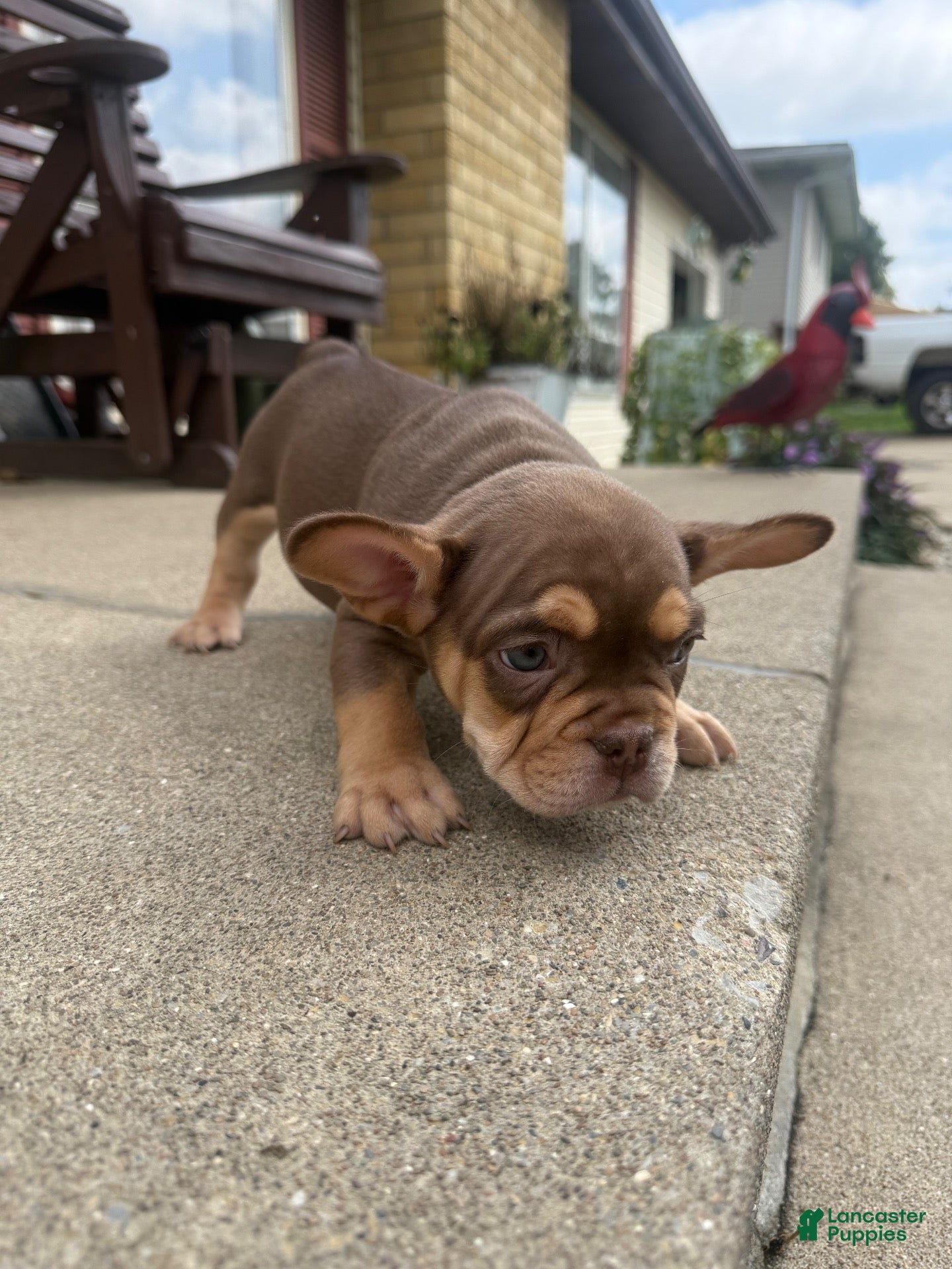 French Bulldog dogs Gus - Ad 2