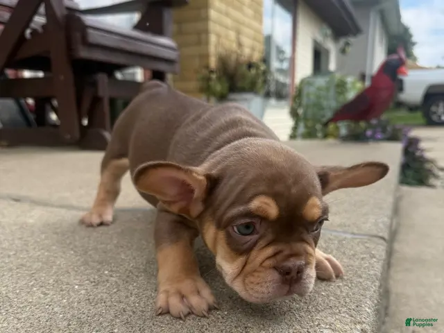 French Bulldog dogs for sale: Gus - Ad 2
