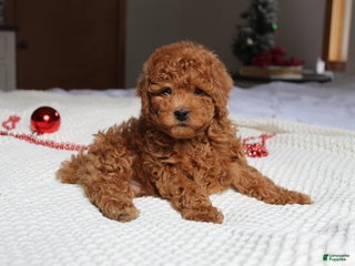 Toy Poodle dogs Connor - Ad 33