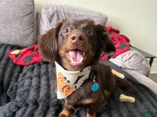 Miniature Dachshund dogs Miniature Dachshund Puppy 1 - Ad 40