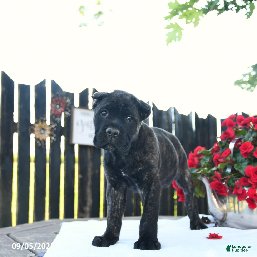 Cane Corso dogs for sale: Lance  - Ad 18