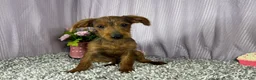 Yorkiepoo dogs for sale: Yorkiepoo 1 - Ad 4
