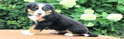 Bernese Mountain Dog dogs for sale: Ronda - Ad 4