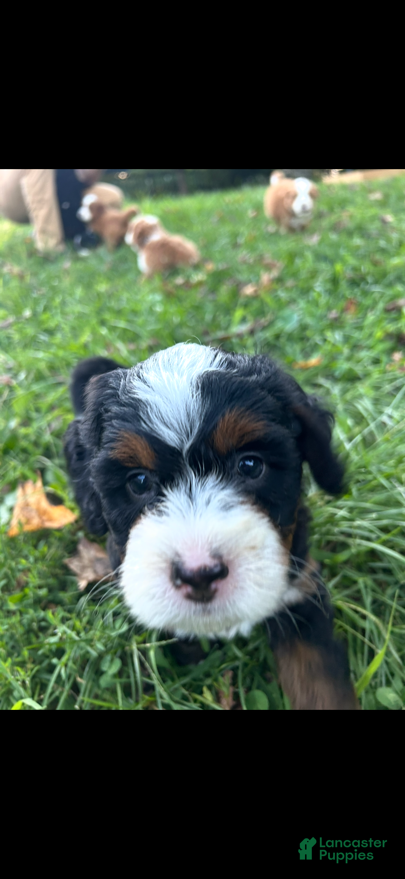 Mini Bernedoodle dogs  Zoey - Ad 2