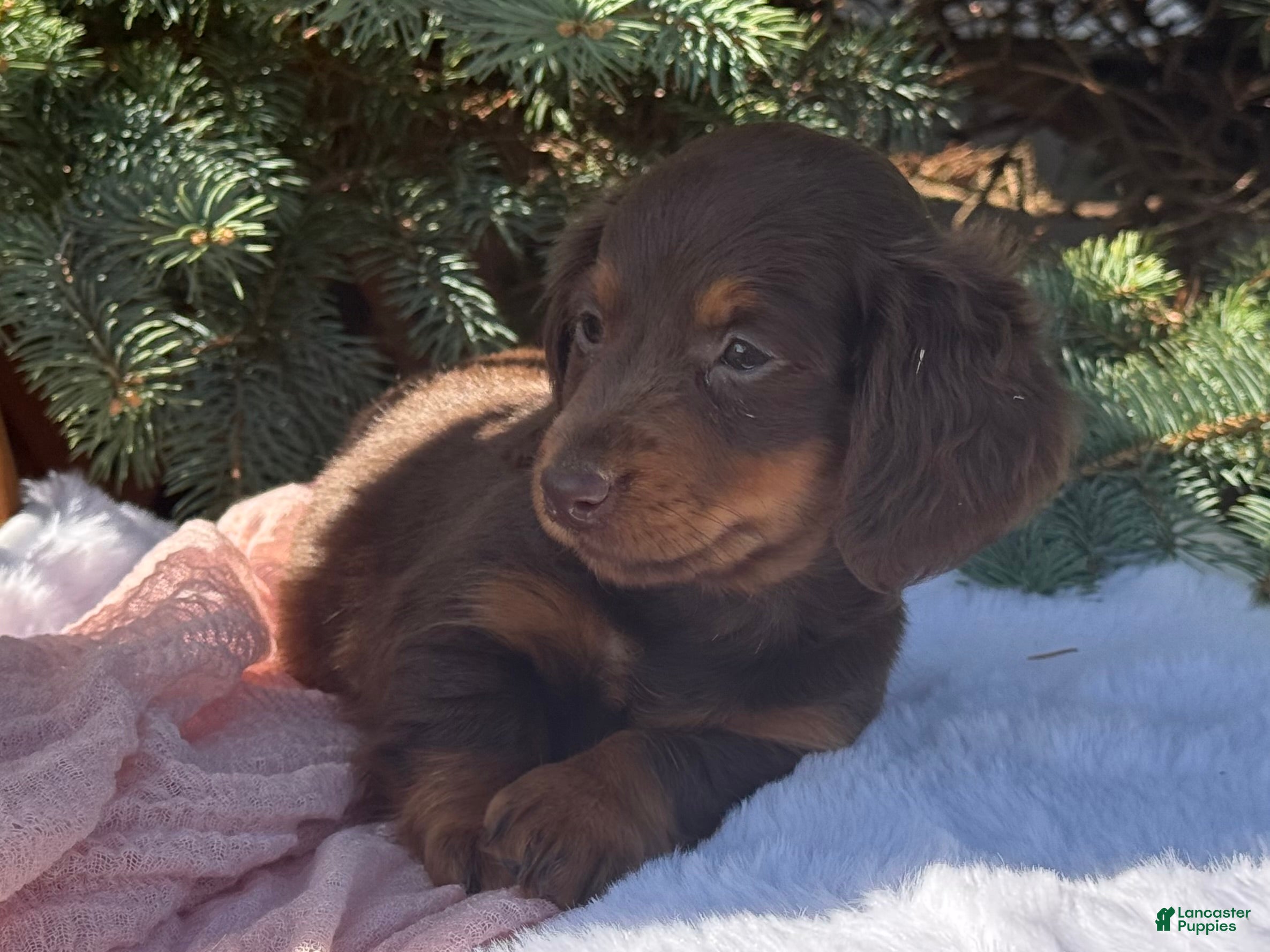 Miniature Dachshund dogs Gina - Ad 2