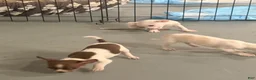 Chihuahua dogs for sale: Chihuahua 3 - Ad 9