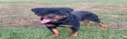 Rottweiler dogs for sale: Jose - Ad 16