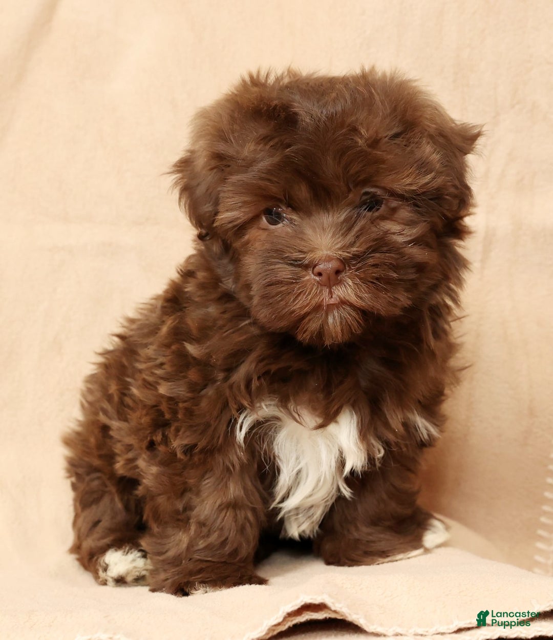 Havanese dogs for sale: Callie - Ad 6