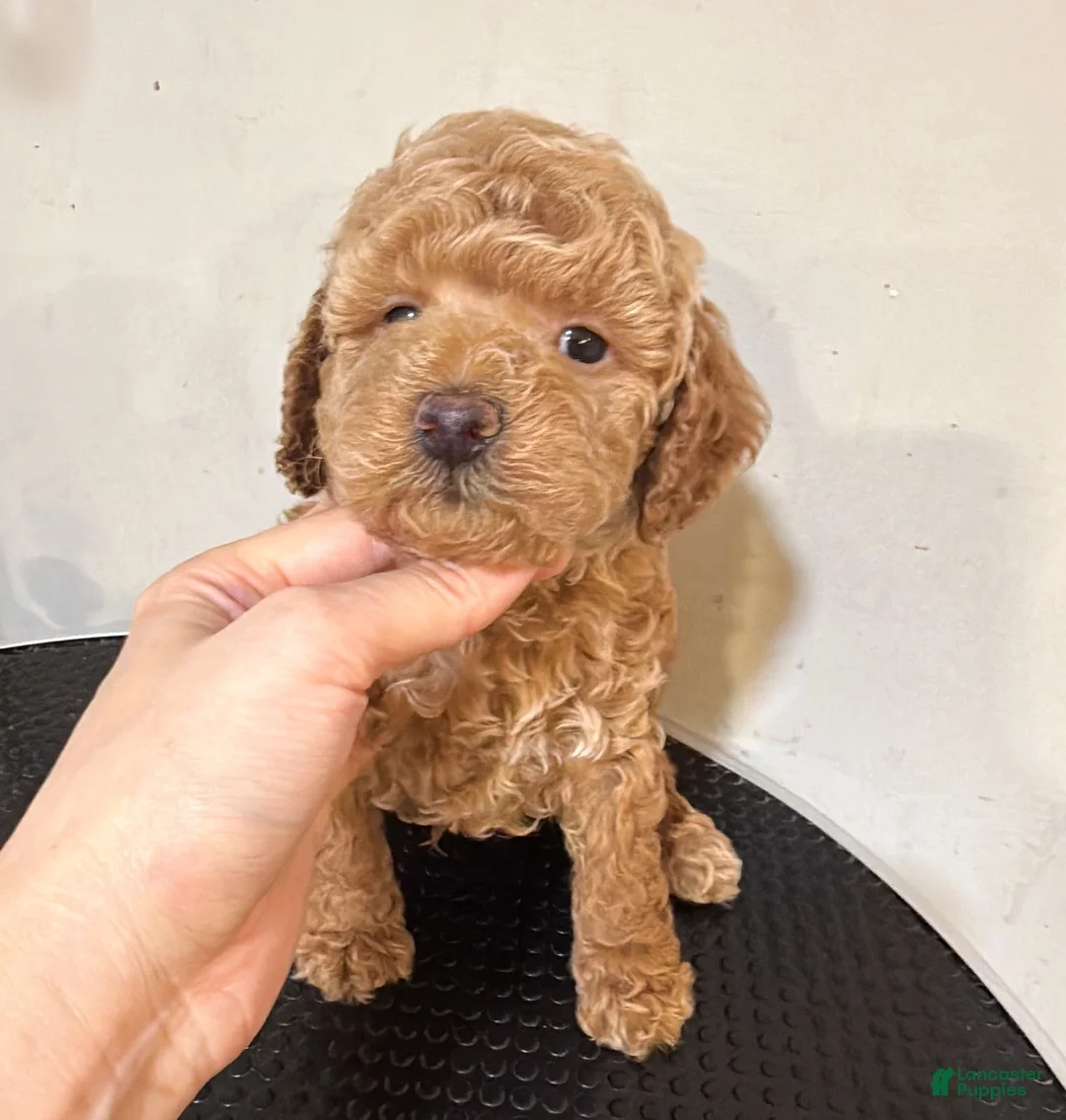 Toy Poodle dogs for sale: Puppy 2 - Ad 1