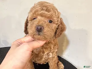 Toy Poodle dogs Puppy 2 - Ad 5