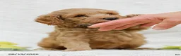 Mini Goldendoodle dogs for sale: Lavon - Ad 6