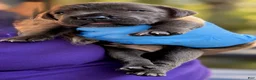 Cane Corso dogs for sale: Silas - Ad 14
