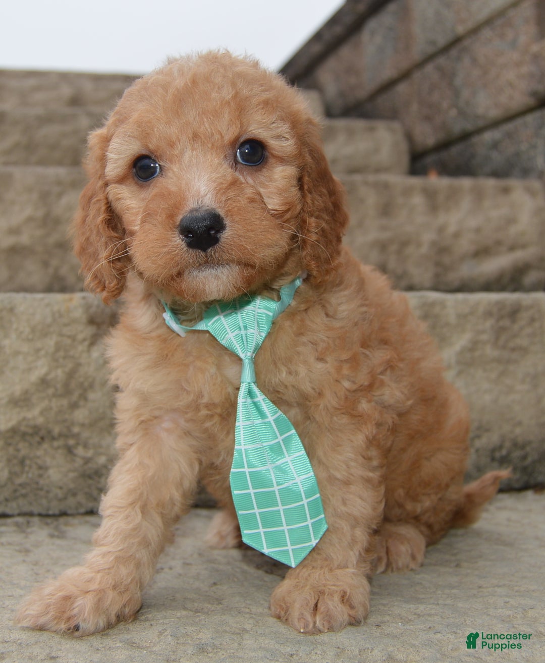 Irish Doodle dogs for sale: Mini Izzy - Ad 4