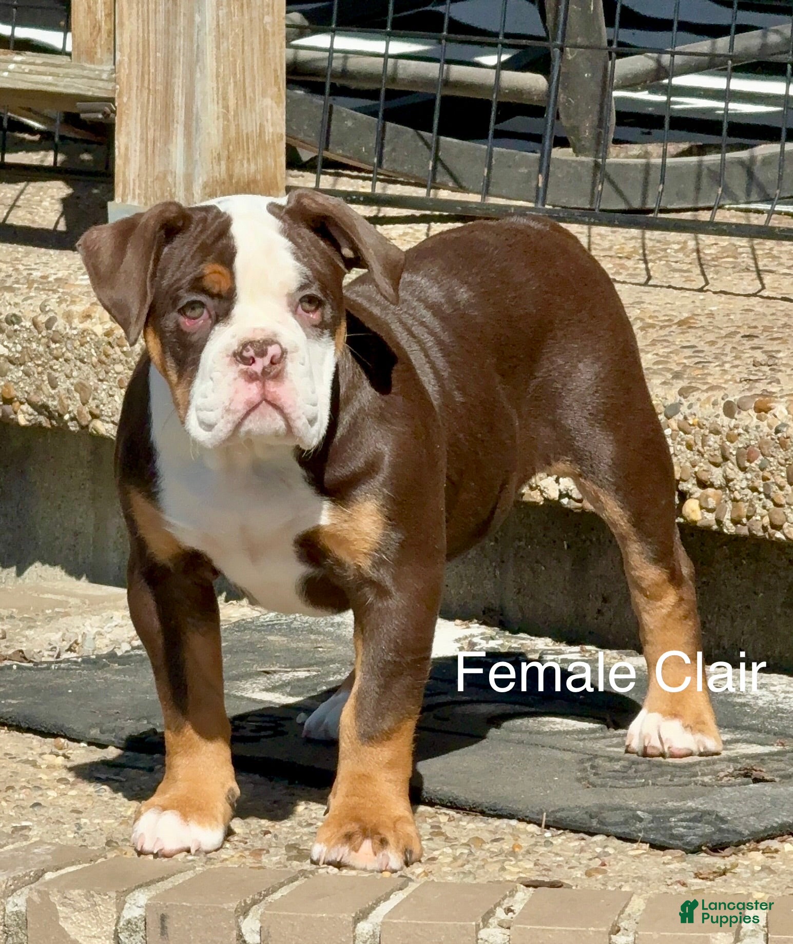 Olde English Bulldogge dogs Clair - Ad 8