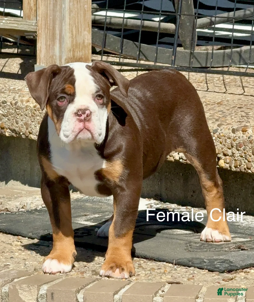 Olde English Bulldogge dogs for sale: Clair - Ad 1
