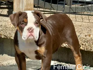 Olde English Bulldogge dogs Clair - Ad 8