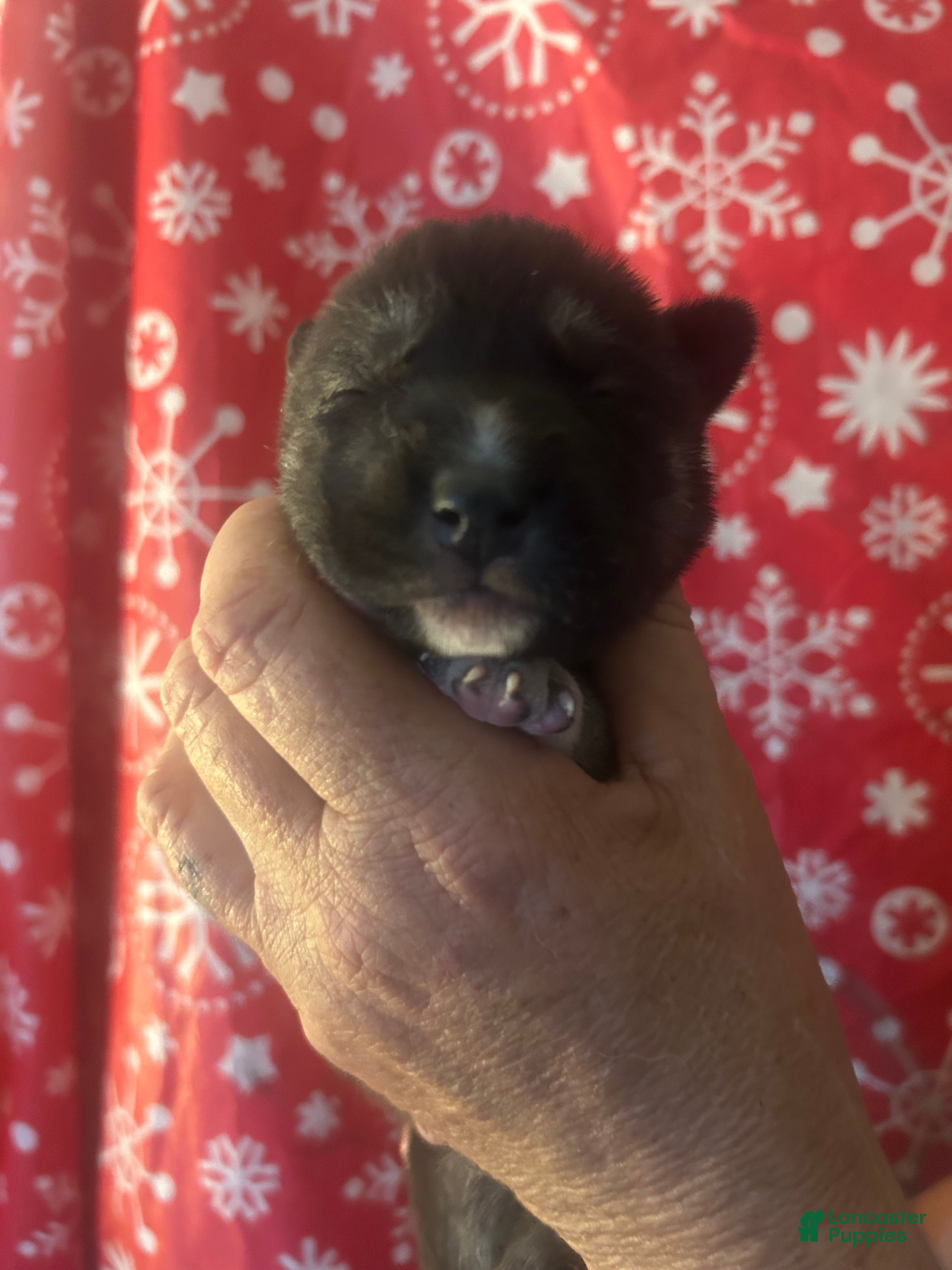 Gerberian Shepsky dogs Sheena Gerberian Shepsky Puppy 6 - Ad 1