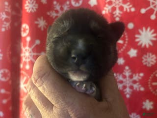 Gerberian Shepsky dogs Sheena Gerberian Shepsky Puppy 6 - Ad 28