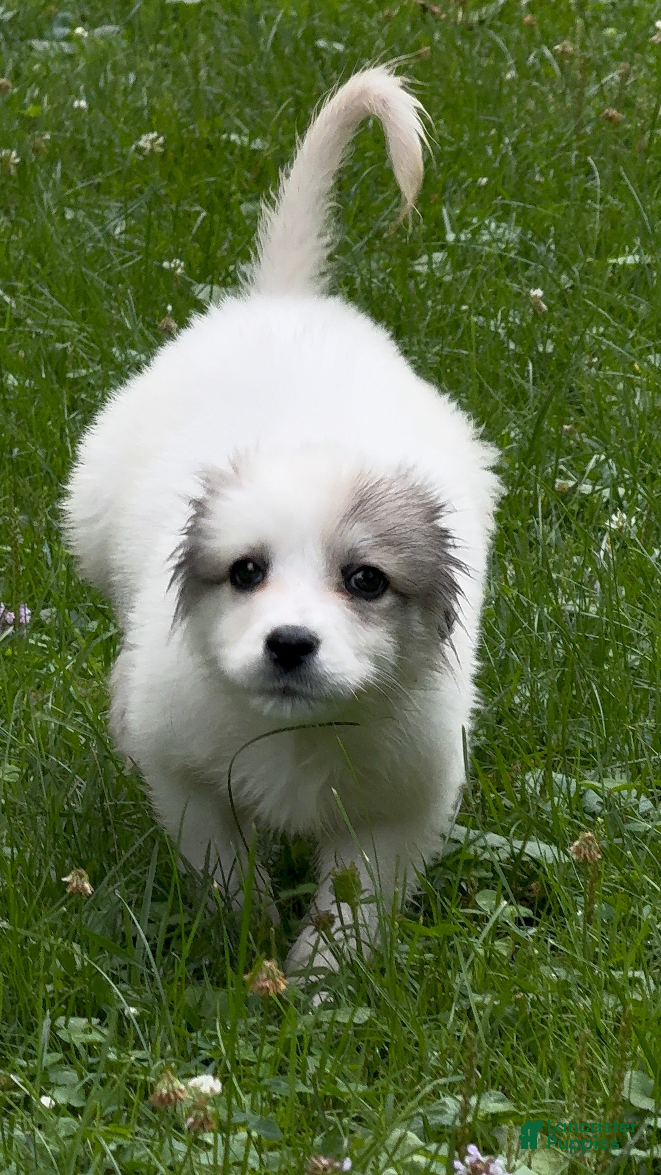 Great Pyrenees dogs Bby girl Venus  - Ad 1