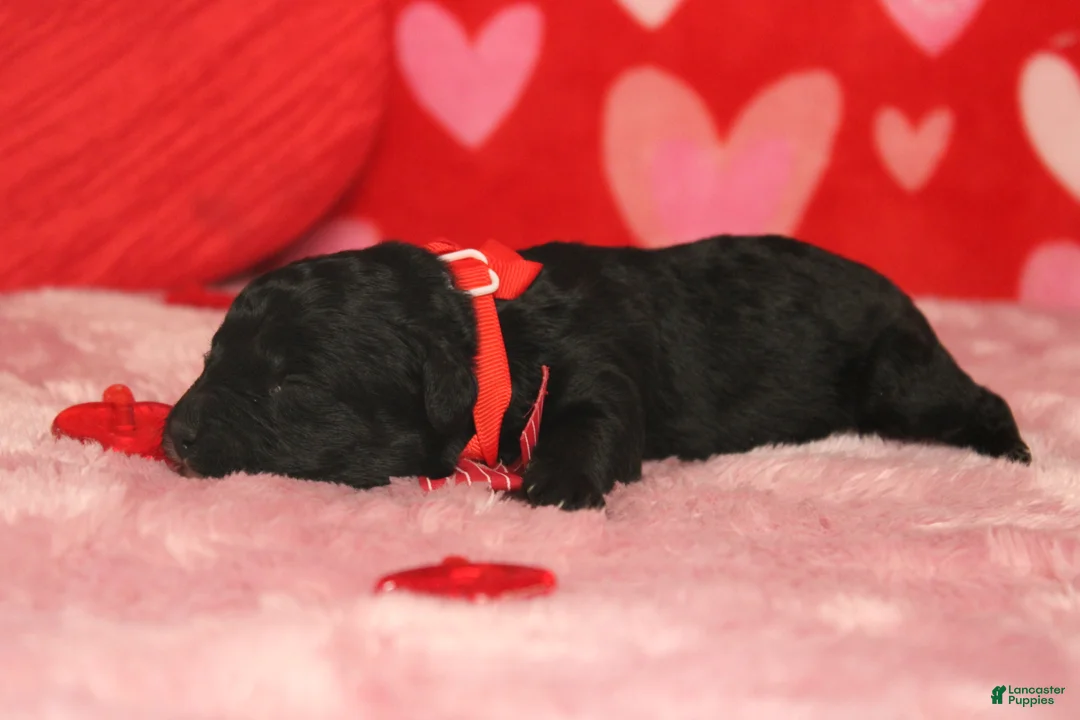 Mixed Breed dogs for sale: Babe - Ad 6