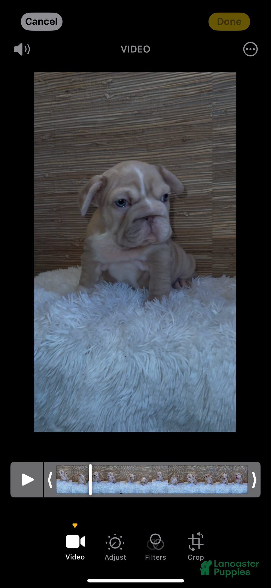 French Bulldog dogs for sale: French Bulldog Puppy 4 - Ad 2