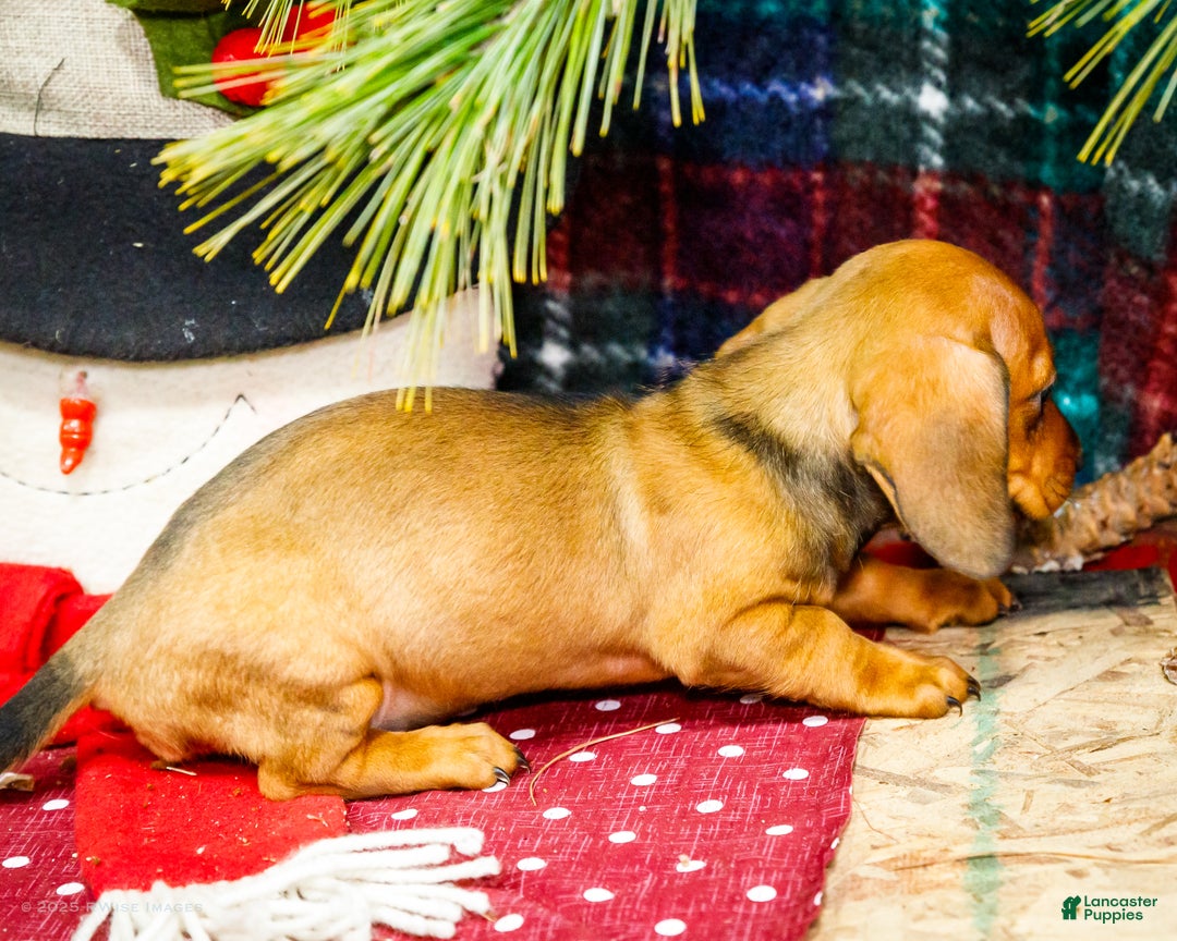 Miniature Dachshund dogs for sale: Tootsie - Ad 7