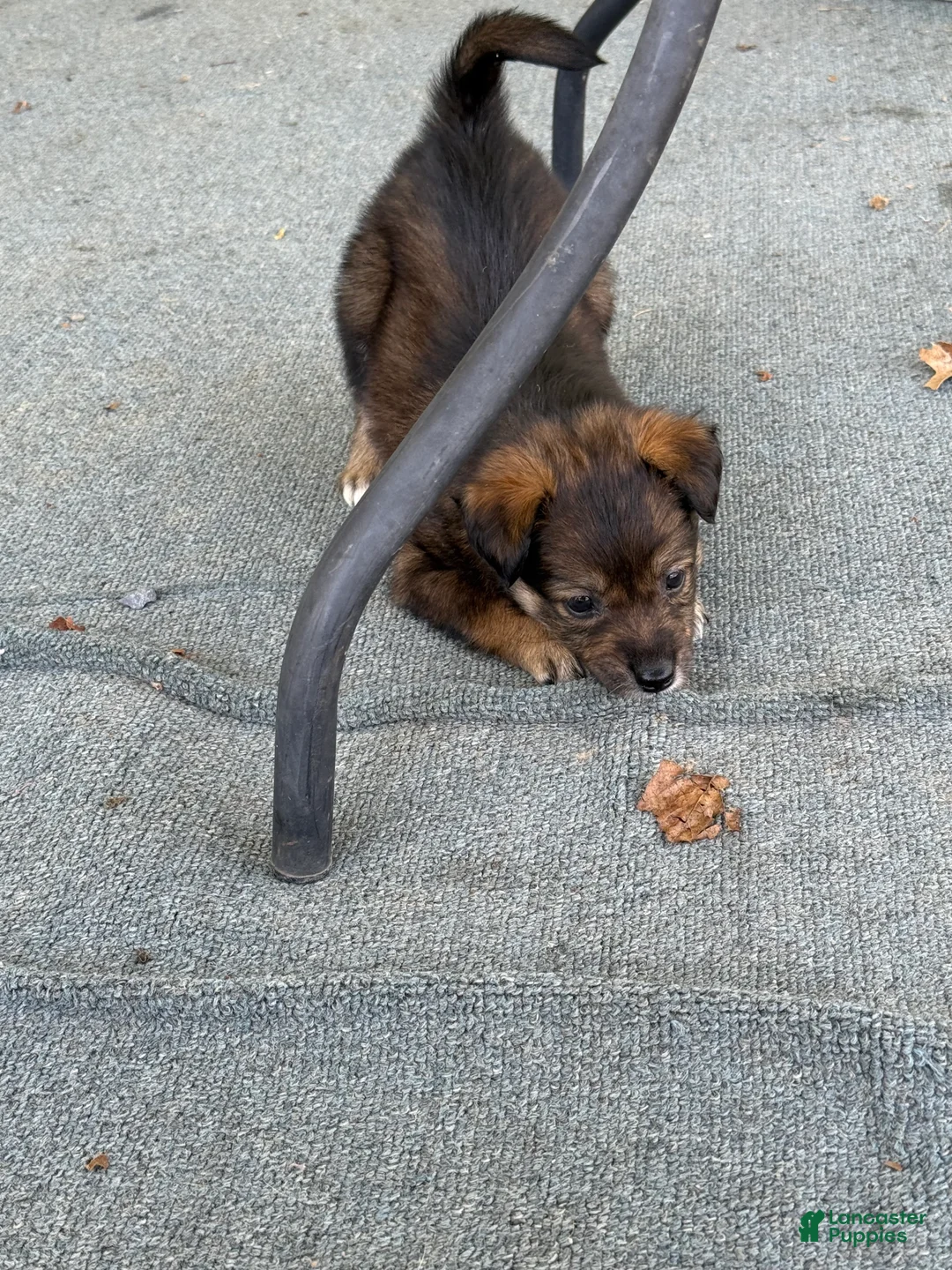 Mixed Breed dogs for sale: Mixed Breed Puppy 7 - Ad 1