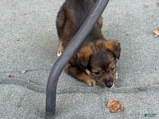 Mixed Breed dogs Mixed Breed Puppy 7 - Ad 9