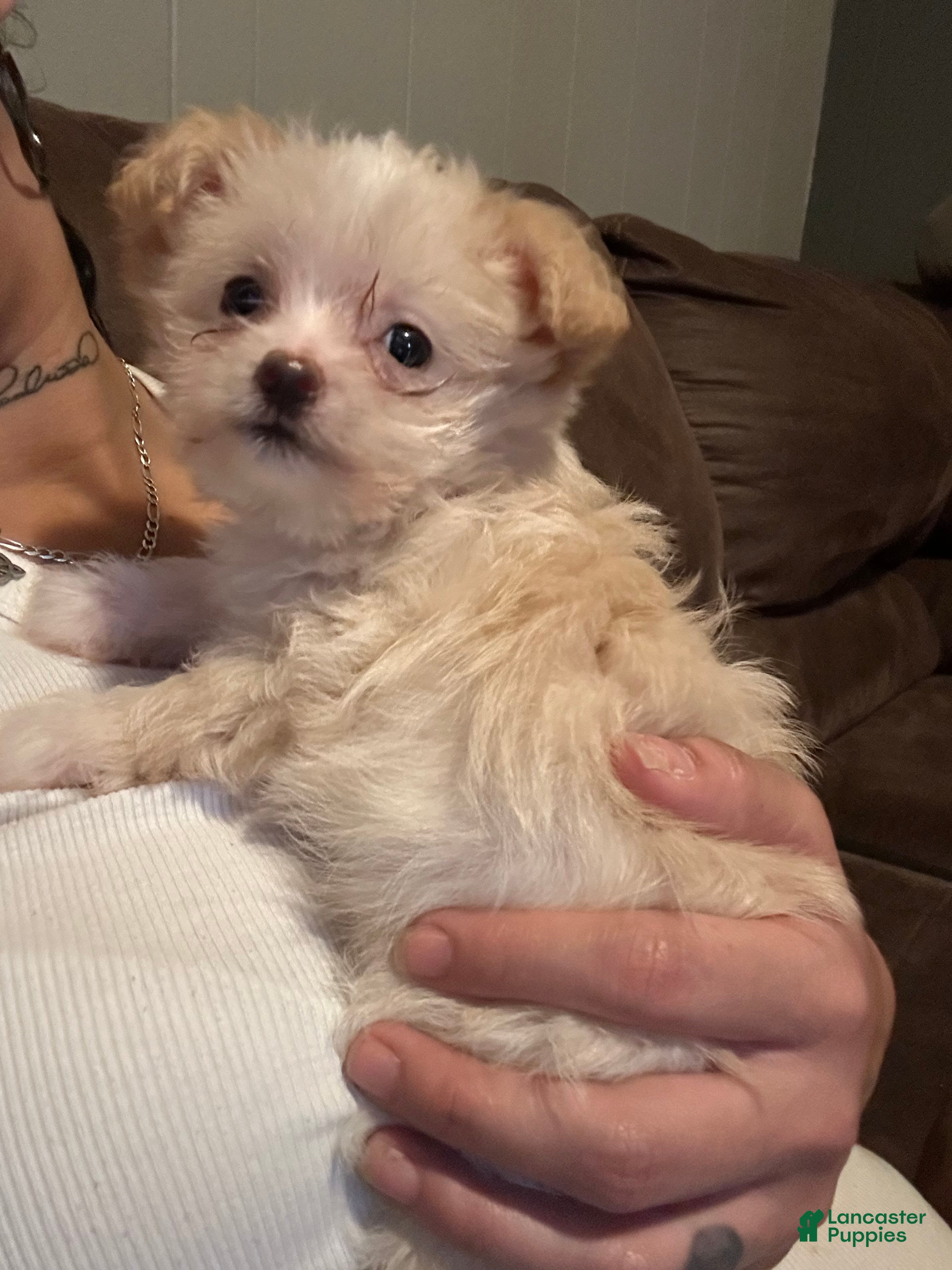 Mixed Breed dogs Bella - Ad 2