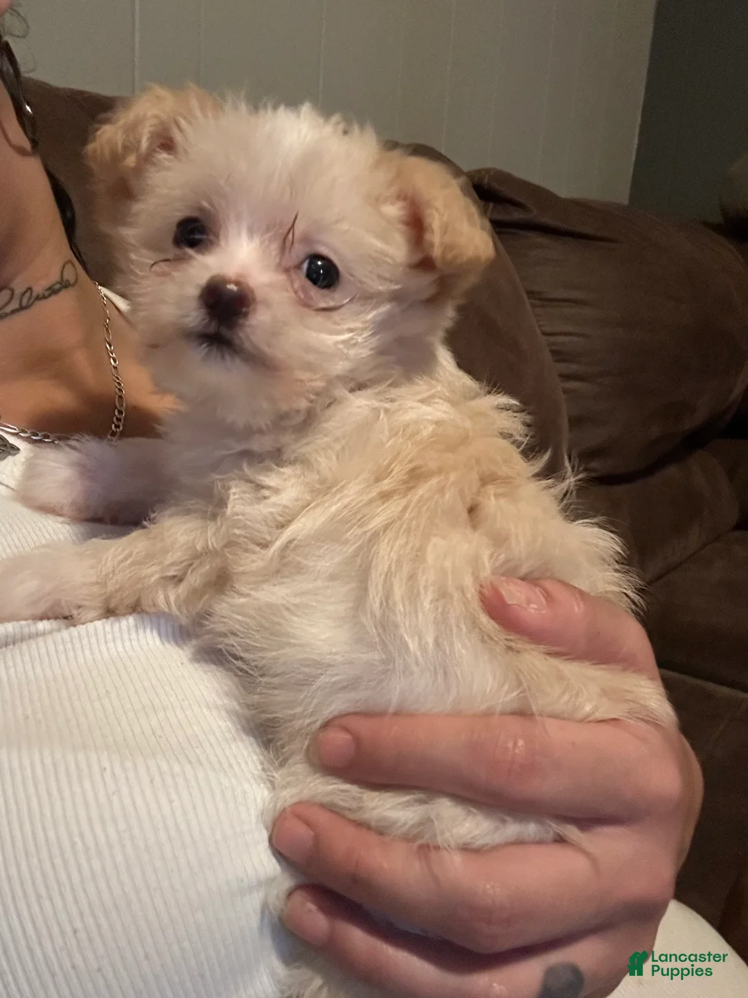 Mixed Breed dogs for sale: Bella - Ad 1