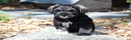 Miniature Schnauzer dogs for sale: Twila - Ad 6