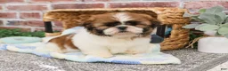 Shih Tzu dogs for sale: John - Ad 7