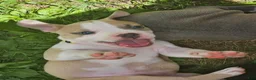 American Pit Bull Terrier dogs for sale: Zelda  - Ad 2