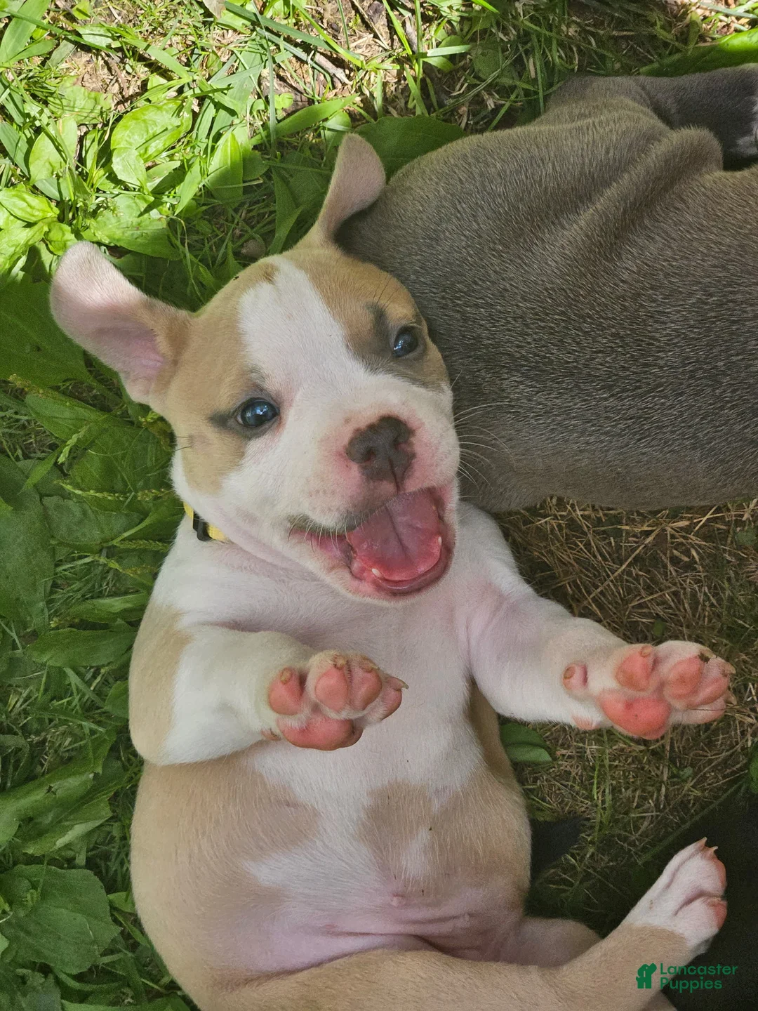 American Pit Bull Terrier dogs for sale: Zelda  - Ad 2