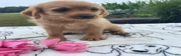 Labradoodle dogs for sale: Luna - Ad 4