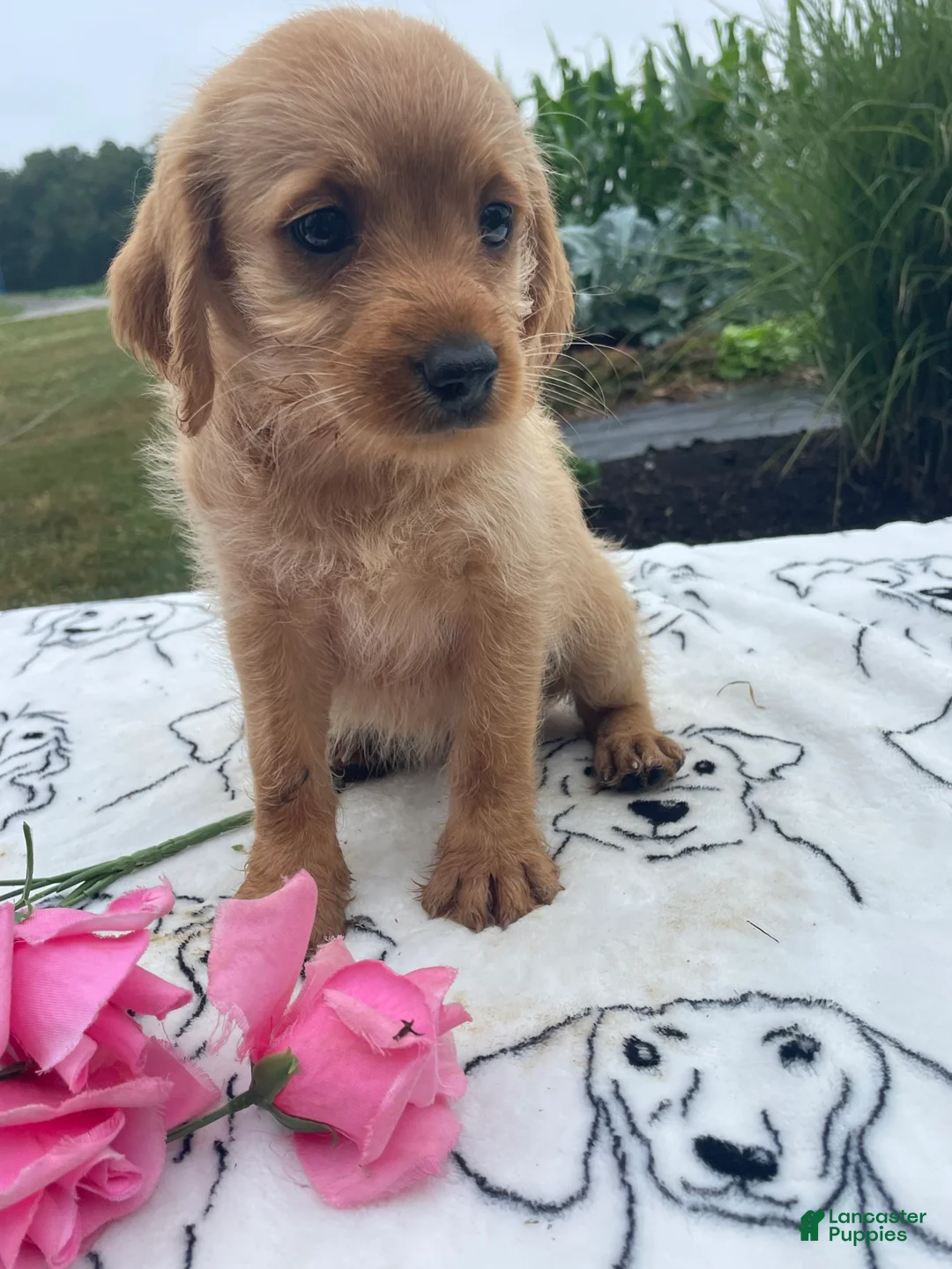 Labradoodle dogs for sale: Luna - Ad 4