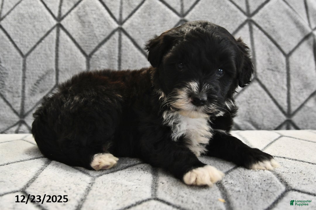 Portuguese Water Dog dogs for sale: Disco - Ad 12
