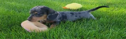Miniature Dachshund dogs for sale: Trigger  - Ad 15