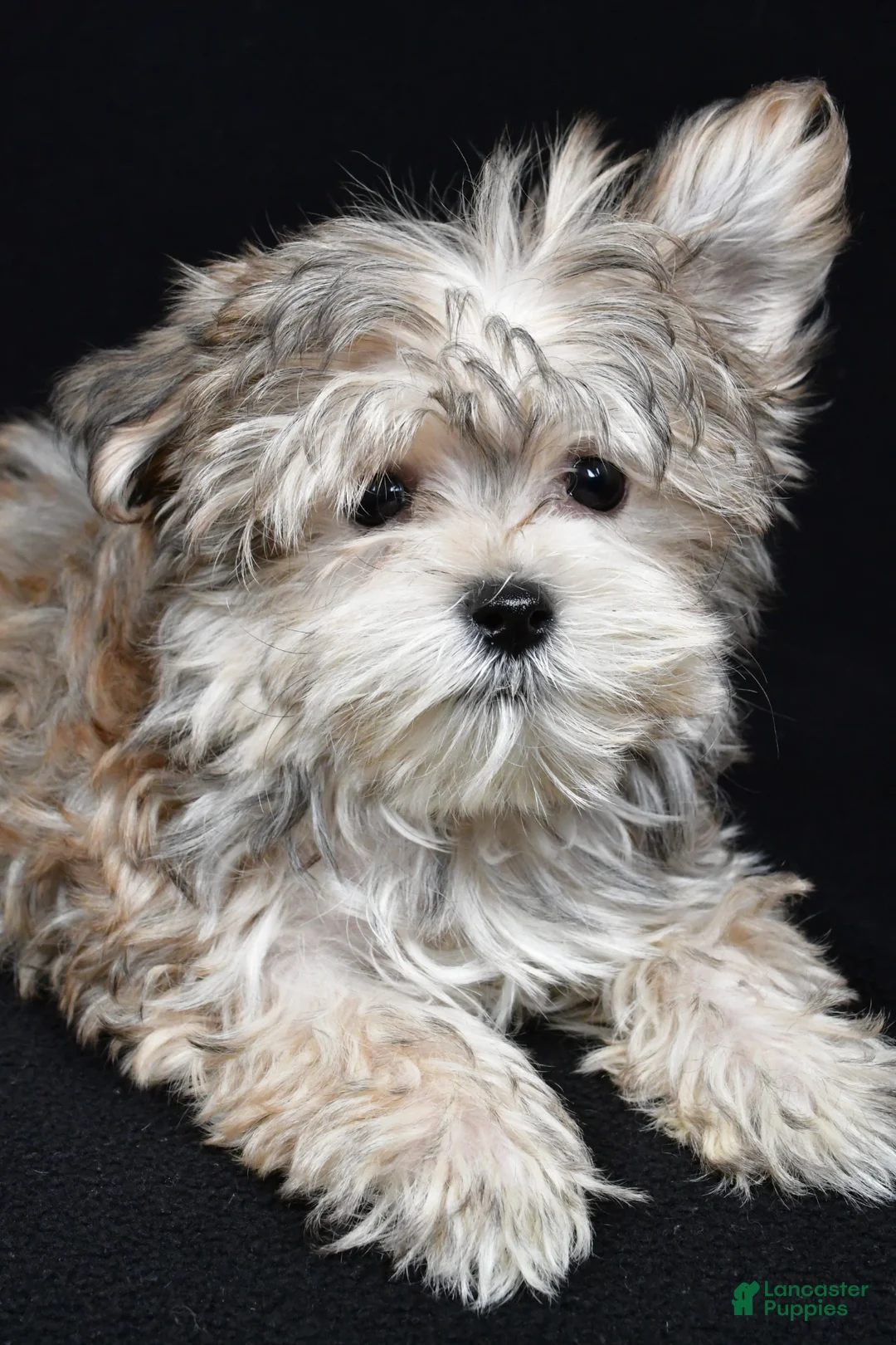 Morkie dogs for sale: Mitzy - Ad 2