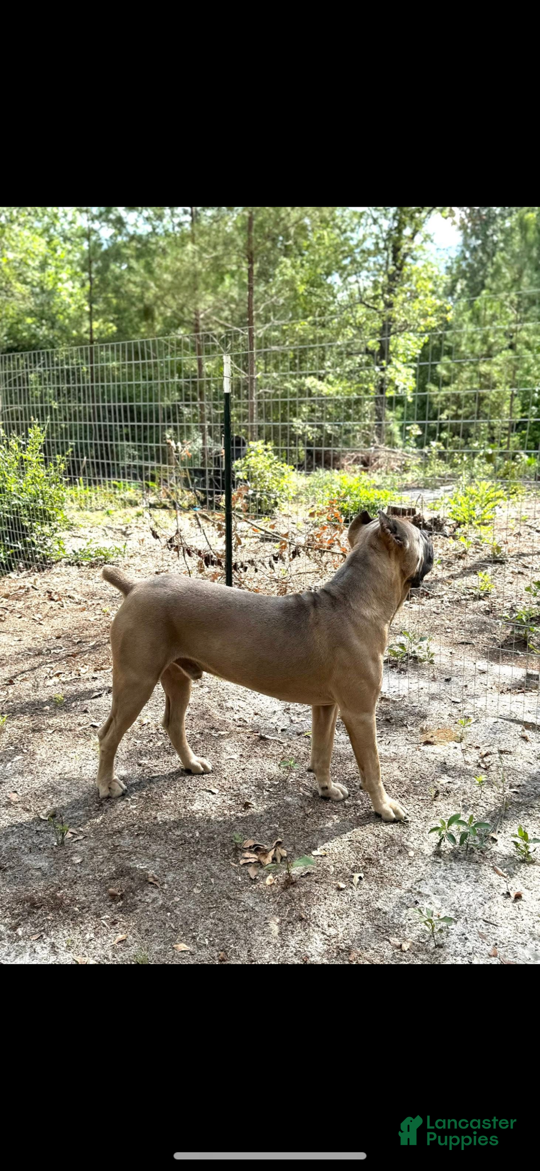 Cane Corso dogs for sale: Cane Corso Puppy 10 - Ad 9