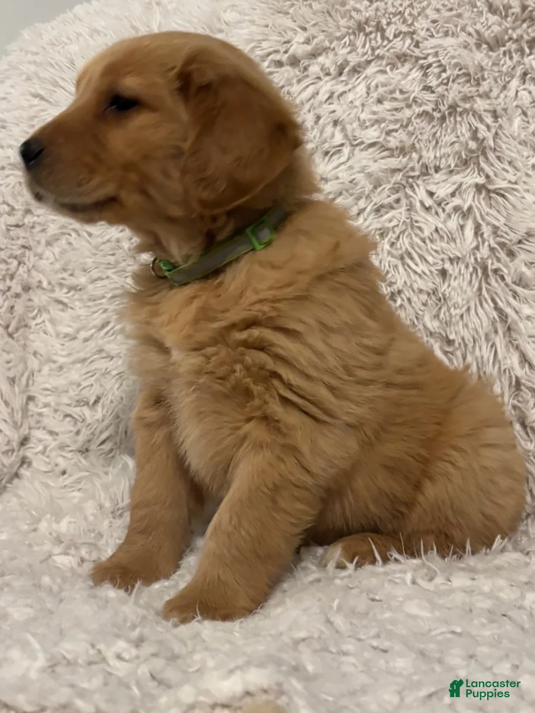 Golden Retriever dogs for sale: Asher - Ad 4